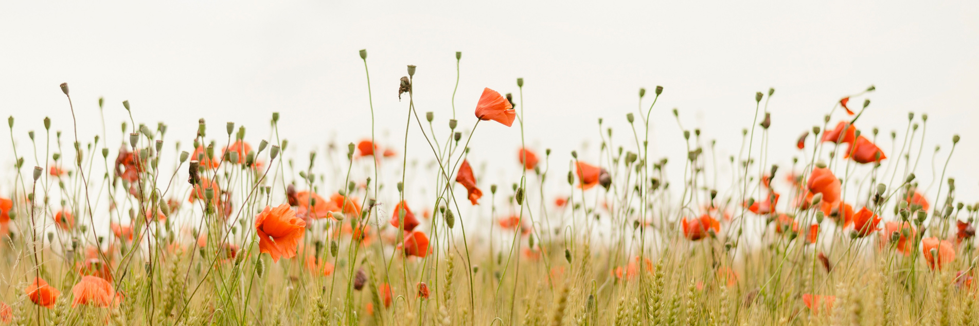 Feld mit Mohn